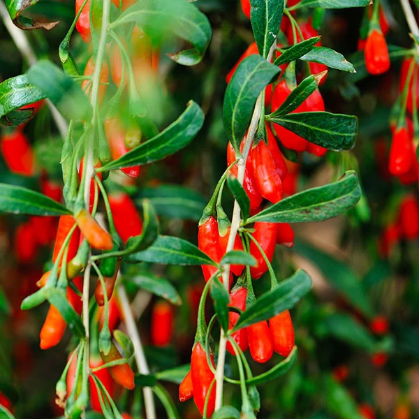 Goji Berry 1 Goji Berry