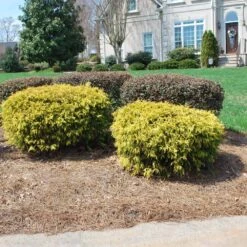 Gold Mop Cypress -GreenNest Store Gold Mop Cypress 1 FGT