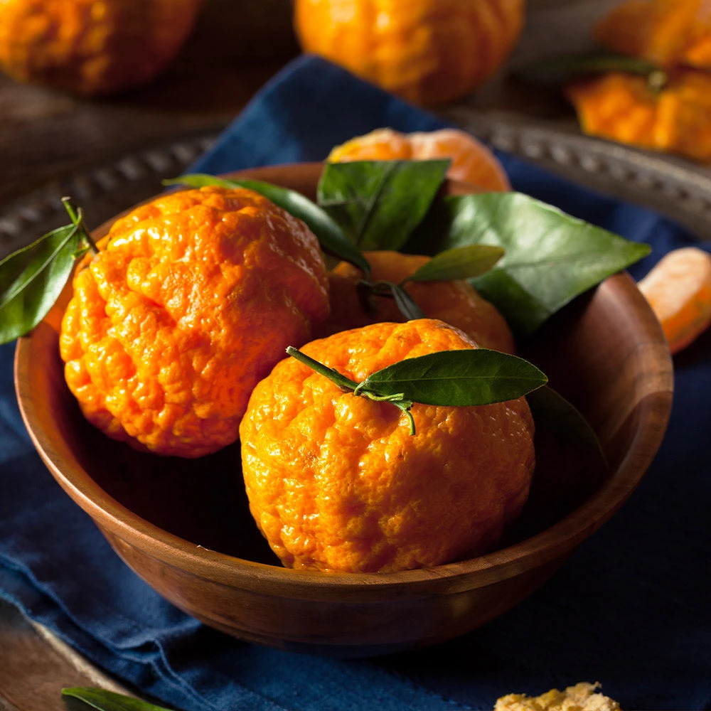 Gold Nugget Mandarin Tree 2 Gold Nugget Mandarin Tree - Image 2