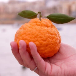 Gold Nugget Mandarin Tree 7 Gold Nugget Mandarin Tree -GreenNest Store Gold Nugget Manderine Tree 7