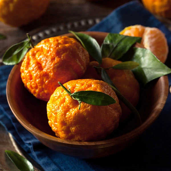 Gold Nugget Mandarin Tree 1 Gold Nugget Mandarin Tree