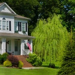 Golden Curls' Corkscrew Willow -GreenNest Store Golden Curls Willow 4