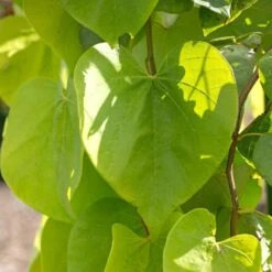 Golden Falls® Redbud Tree -GreenNest Store Golden Falls Redbud 2