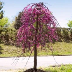 Golden Falls® Redbud Tree -GreenNest Store Golden Falls Redbud 4