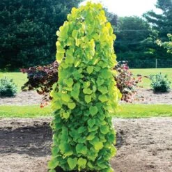 Featured Products 1 Golden Falls® Redbud Tree