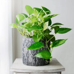 Boho House Plant Kit -GreenNest Store Golden Pothos 1 BB