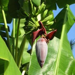 Grand Nain 'Naine' Banana Tree 8 Grand Nain 'Naine' Banana Tree -GreenNest Store Grand Naine Nain Banana 6