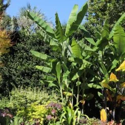 Grand Nain 'Naine' Banana Tree 9 Grand Nain 'Naine' Banana Tree -GreenNest Store Grand Naine Nain Banana 7 FGT