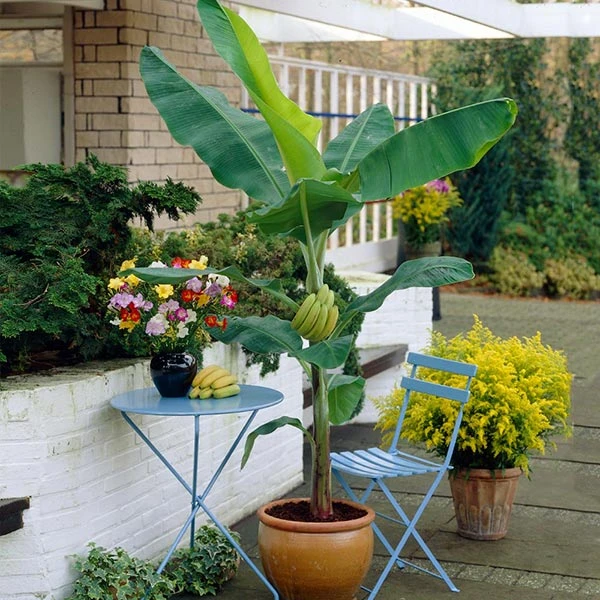 Grand Nain 'Naine' Banana Tree 1 Grand Nain 'Naine' Banana Tree