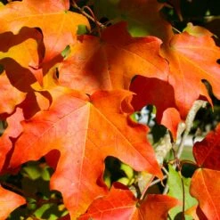 Green Mountain Sugar Maple Tree -GreenNest Store Green Mountain Sugar Maple 2