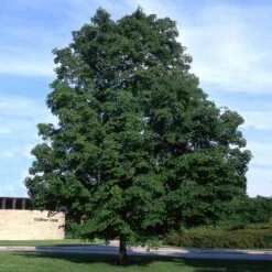 Green Mountain Sugar Maple Tree -GreenNest Store Green Mountain Sugar Maple 4