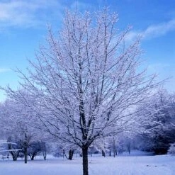 Green Mountain Sugar Maple Tree -GreenNest Store Green Mountain Sugar Maple 5