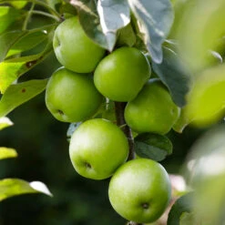 Tangy Green Columnar Apple Tree -GreenNest Store Green Columnar Apple 2