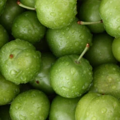 Green Gage Plum -GreenNest Store Green Gage Plum 4