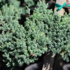 Green Mound Juniper Topiary -GreenNest Store Green Mound JUniper 3 FGT 95b457e9 9712 4329 b324 05ec99fb2809