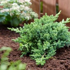 Green Mound Juniper -GreenNest Store Green Mound Juniper 3 FGT