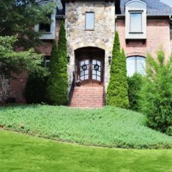 Green Mound Juniper -GreenNest Store Green Mound Juniper 4