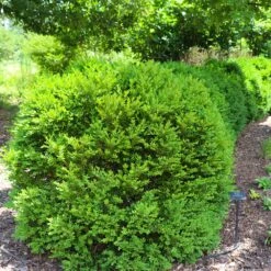 Green Velvet Boxwood Shrub -GreenNest Store Green Velvet Boxwood 7