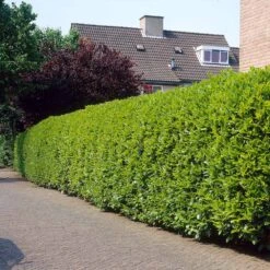 Greenfinity Cherry Laurel -GreenNest Store Greenfinity Laurel 3 FGT