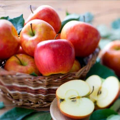 Fuji & Haralson Twisted Apple Tree -GreenNest Store Harelson