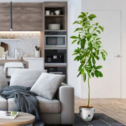 Smoothie Kit -GreenNest Store Hass Avocado 1 FGT