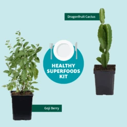 Goji Berry 11 Goji Berry -GreenNest Store Healthy Superfoods Kit Graphic ceafb56f 8262 49e7 9792 ea28ea2e548e
