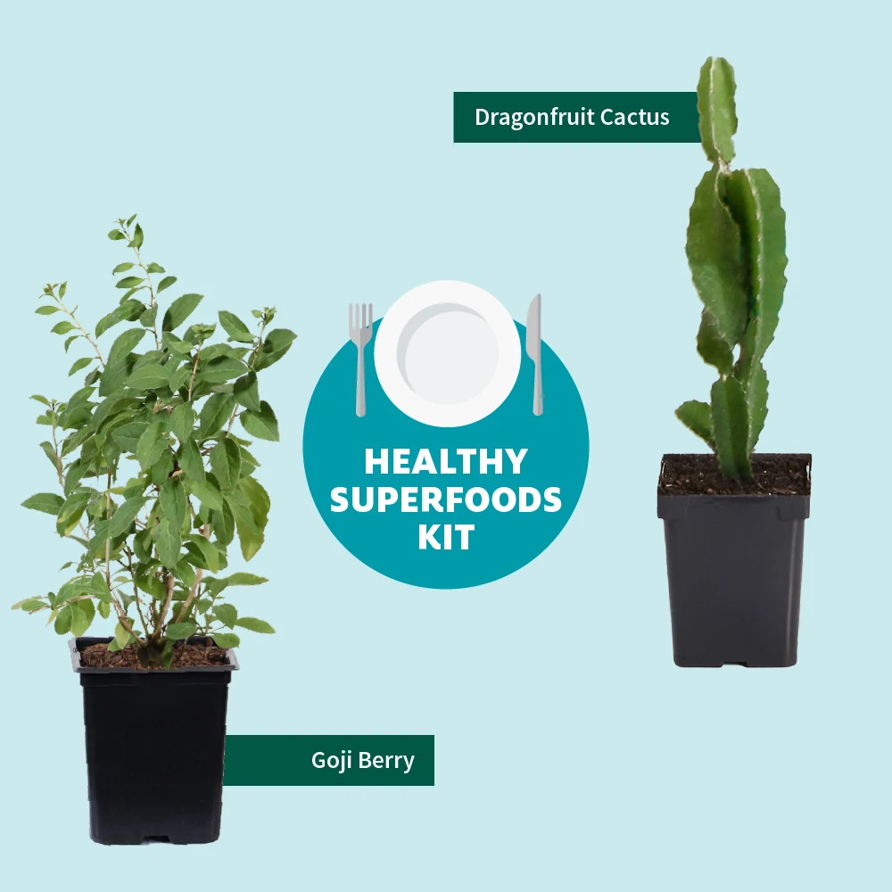 Goji Berry 6 Goji Berry - Image 6