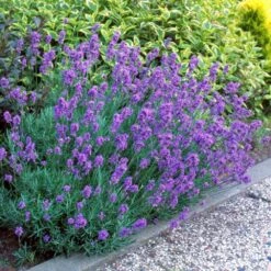 Hidcote Purple Lavender Plant -GreenNest Store Hidcote Lavender 1 FGT