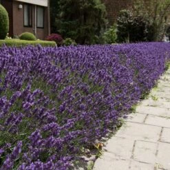 Hidcote Purple Lavender Plant -GreenNest Store Hidcote Lavender 4 FGT