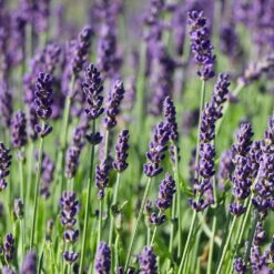 Hidcote Purple Lavender Plant -GreenNest Store Hidcote Lavender 7