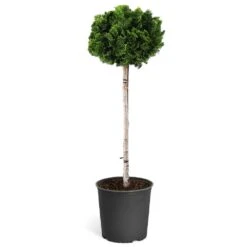 Dwarf Hinoki Cypress Tree 11 Dwarf Hinoki Cypress Tree -GreenNest Store Hinoki Cypress Standard 1