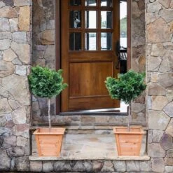 Dwarf Hinoki Cypress Tree 9 Dwarf Hinoki Cypress Tree -GreenNest Store Hinoki Cypress Standard 2 6bc85b90 3eec 439f 92d1 ae3e8dfe164a