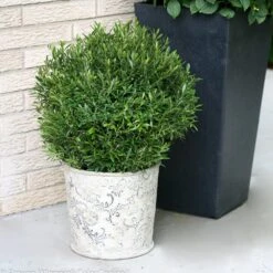 Gem Box® Holly Shrub -GreenNest Store Holly Gem Box 2 FGT