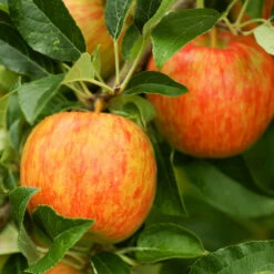 Honeycrisp™ & Cortland Twisted Apple Tree -GreenNest Store Honeycrisp Apple 1 FGT b4d7a1c1 1acb 4110 bf40 3d2f68cb3e7f