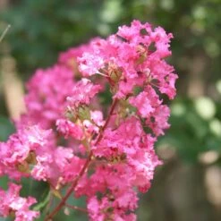 Hopi Crape Myrtle -GreenNest Store Hopi Crape Myrtle 1
