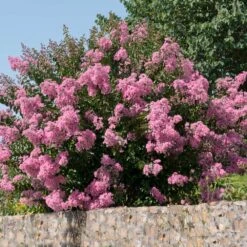 Hopi Crape Myrtle -GreenNest Store Hopi Crape Myrtle 5
