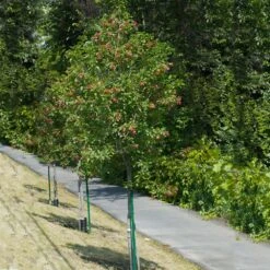 Hot Wings® Maple Tree 8 Hot Wings® Maple Tree -GreenNest Store Hot Wings Tartarian Maple 1