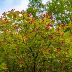 Hot Wings® Maple Tree 9 Hot Wings® Maple Tree -GreenNest Store Hot Wings Tartarian Maple 3