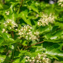 Hot Wings® Maple Tree 11 Hot Wings® Maple Tree -GreenNest Store Hot Wings Tartarian Maple 5