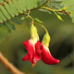 Red Hummingbird Tree (Sesbania Grandiflora) -GreenNest Store Hummingbird Tree 5 FGT