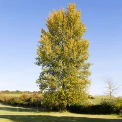 Superior Hybrid Poplar Tree 7 Superior Hybrid Poplar Tree -GreenNest Store Hybrid Poplar 3