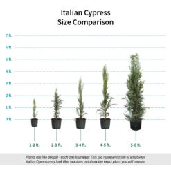 Italian Cypress 15 Italian Cypress -GreenNest Store Italian Cypress Size Comparison ugc test