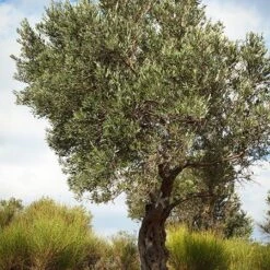 Italian Olive Tree -GreenNest Store Italian Olive Tree 3 450W