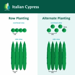 Italian Cypress 14 Italian Cypress -GreenNest Store ItalianCypress