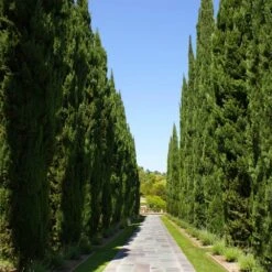 Italian Cypress 11 Italian Cypress -GreenNest Store Italian Cypress 1 FGT
