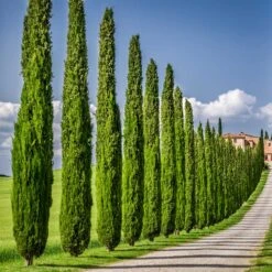 Italian Cypress 10 Italian Cypress -GreenNest Store Italian Cypress 6 FGT