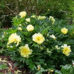 Bartzella Peony -GreenNest Store Itoh Peony Bartzella 5