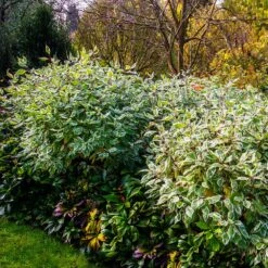 Ivory Halo Dogwood Shrub 7 Ivory Halo Dogwood Shrub -GreenNest Store Ivory Halo Dogwood 2