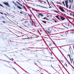 Ivory Halo Dogwood Shrub 6 Ivory Halo Dogwood Shrub -GreenNest Store Ivory Halo Dogwood 4