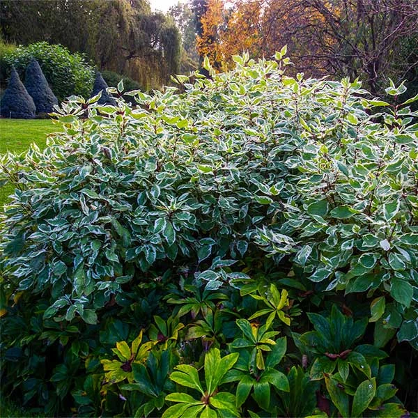 Ivory Halo Dogwood Shrub 1 Ivory Halo Dogwood Shrub